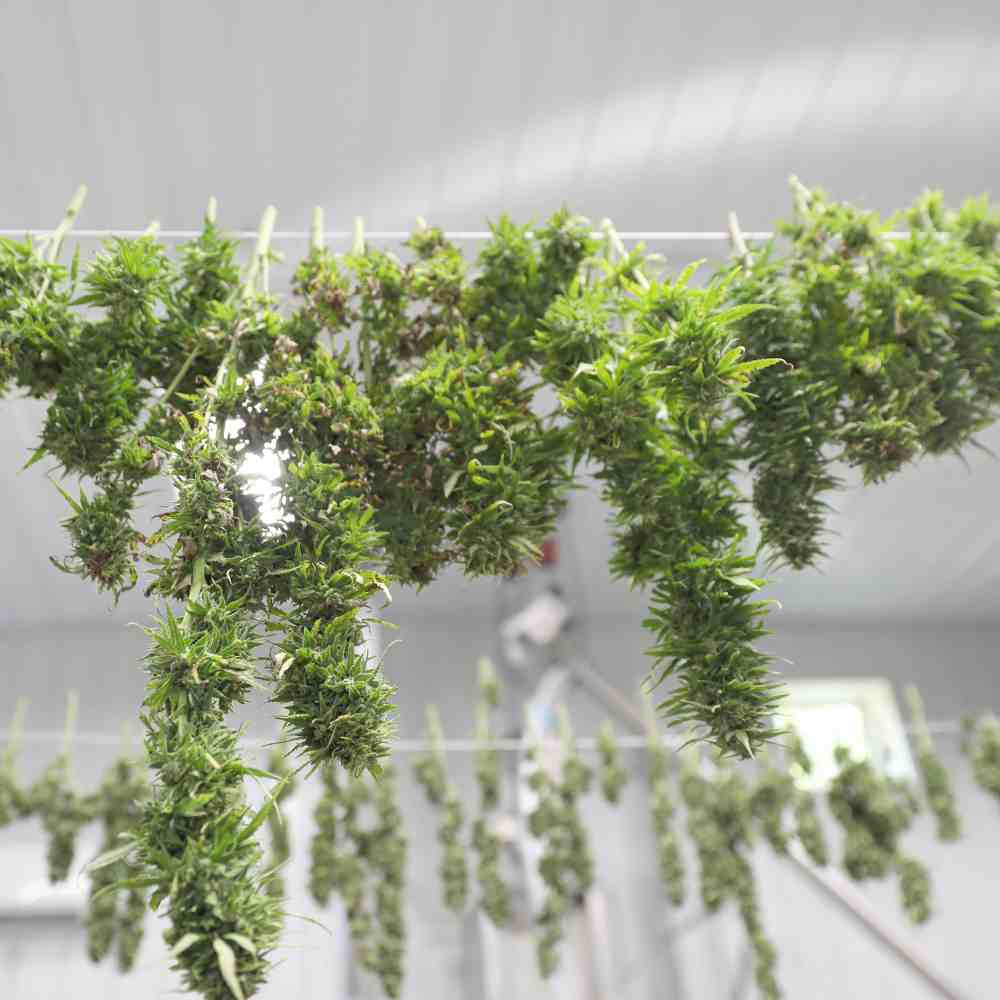 So trocknen Sie Cannabis richtig – Tipps und Tricks