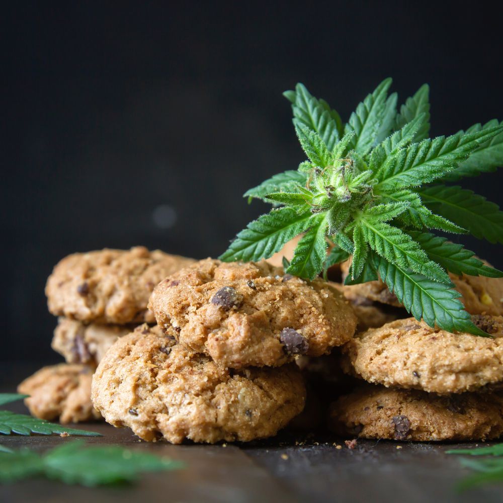 Cannabis Nährstoffe – Grundlagen, Wirkung und Bedeutung